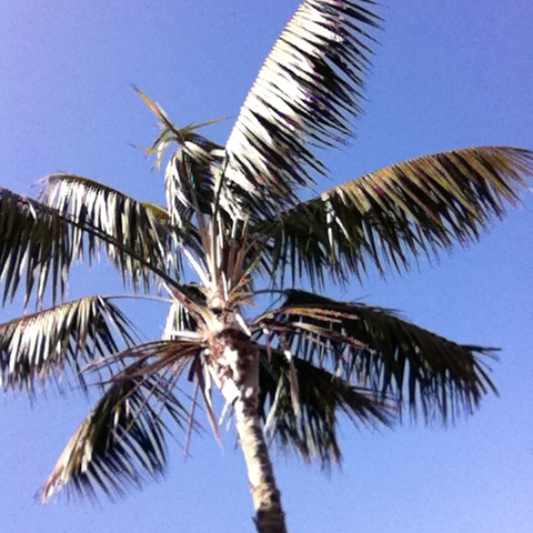 palm-tree-california